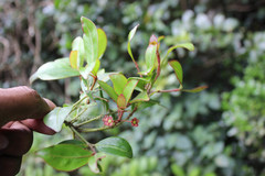 Euonymus crenulatus